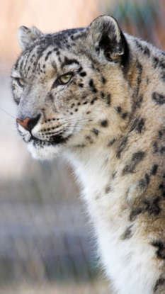 Wildlife found only in the Himalayas