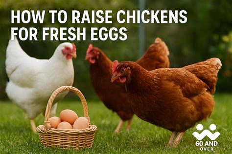 How to Raise Chickens for Fresh Eggs: Senior’s Beginner Guide