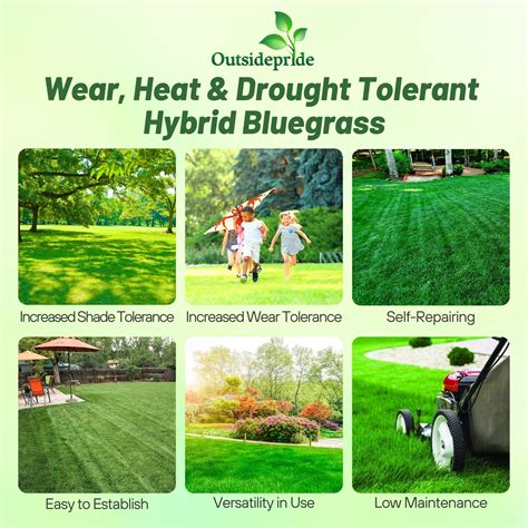 SPF-30 Hybrid Heat & Drought Tolerant Kentucky Bluegrass Seed for Full ...