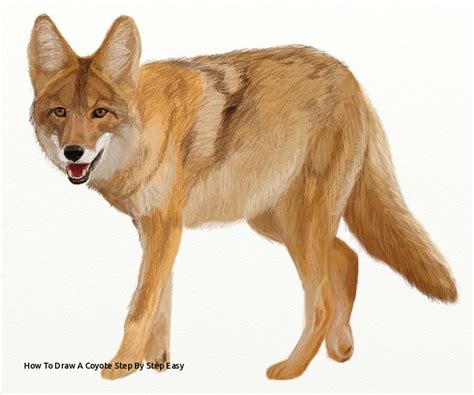 Coyote Head Drawing at PaintingValley.com | Explore collection of ...