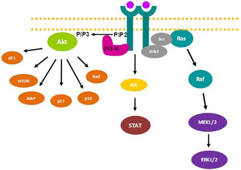 Image result for RTK Pathway Steps