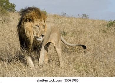 Adult Male Lion South African Bushveld Foto de stock 35093986 ...