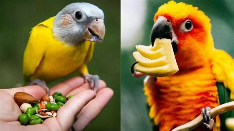 3 Month Baby Parrot Food List : Guide for Healthy Feeding – Pro Tips ...