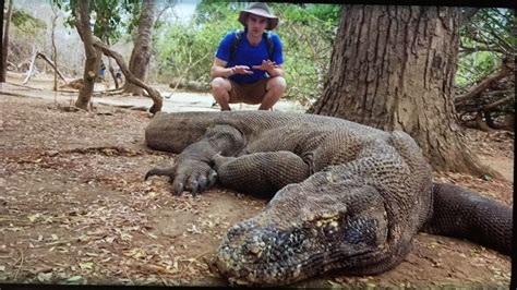 Komodo Dragon Size Compared Human
