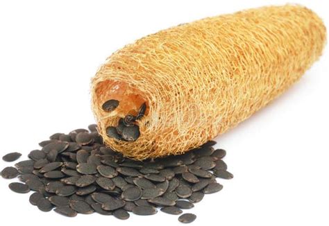 Organic Loofah - Price in India, Buy Organic Loofah Online In India ...