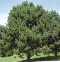 Goranski Rasadnik - Subotica