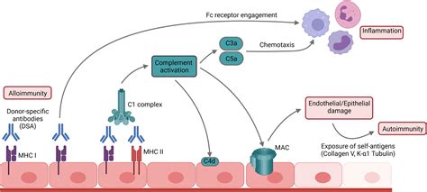 Frontiers | B Cell Immunity in Lung Transplant Rejection - Effector Mechanisms and Therapeutic ...