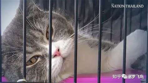 泰国犯罪团伙资产被没收，6只猫也被拍卖，警方允许嫌犯联络猫咪事宜 - 知乎