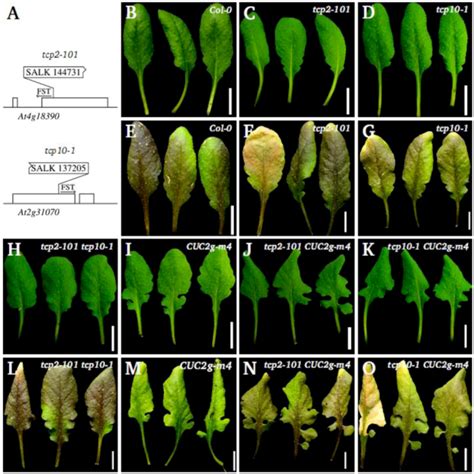 Plants | Special Issue : Leaf Development
