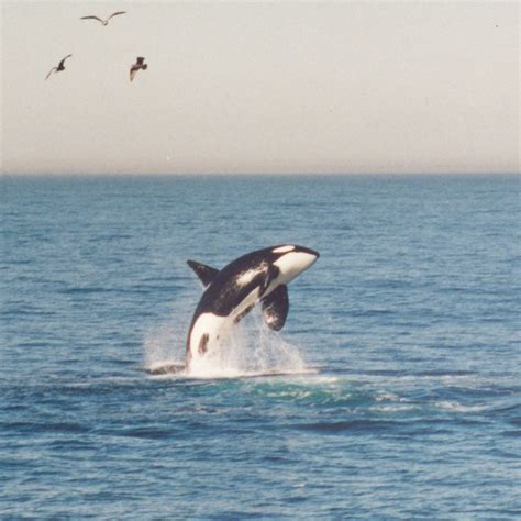 CHRIS' FISHING TRIPS & WHALE WATCHING (2025) All You Need to Know ...