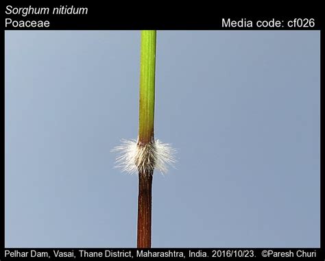 Sorghum nitidum | Butterfly