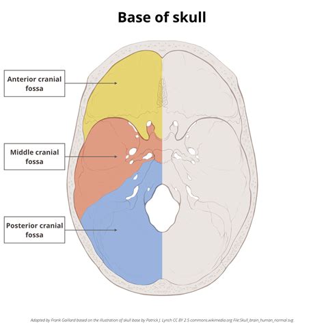 Base Of Skull Anatomy Endoscope Assisted Skull Base Surgery | Oxford