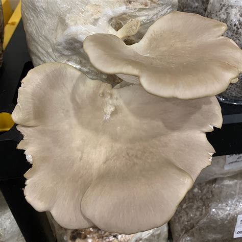Oyster mushroom spawn wholesale | Biobritte mushrooms | Biobritte ...