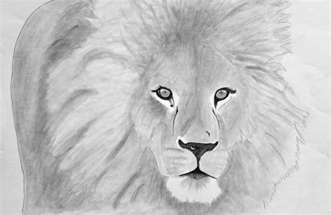 Lion Drawing Tutorial 的图像结果