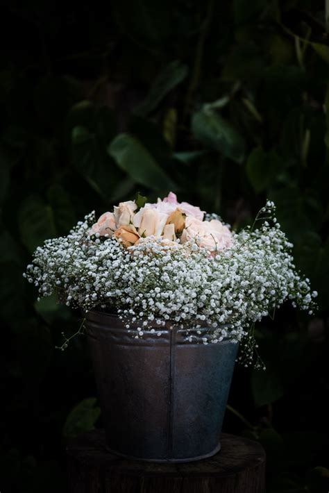 Images de Plantes deuil – Téléchargement gratuit sur Freepik