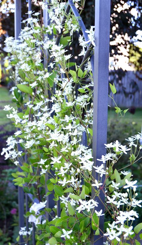 Do Bees Like Sweet Autumn Clematis at Christine Scheerer blog