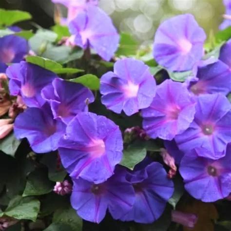 Buy Golden Hills Morning Glory Purple Flower Seeds Online at the Best ...