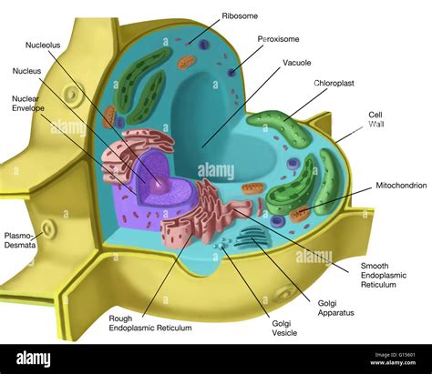 Large Central Vacuole