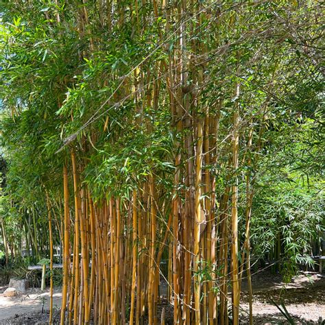 How Hard is it to Grow Bamboo: Beginner's Guide to Growing Bamboo ...