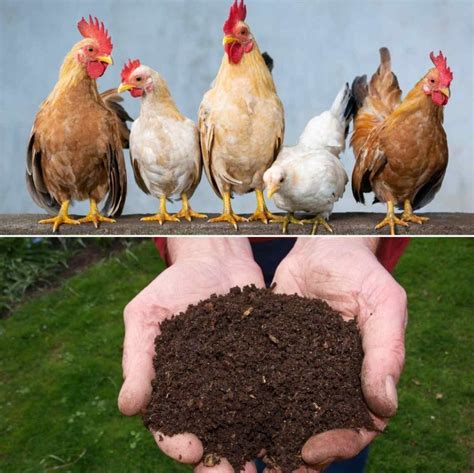 Chicken Droppings Compost