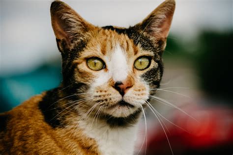 Understanding the Calico Cat Personality: Traits and Characteristics