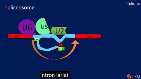 Image result for Splicing Element Position Java