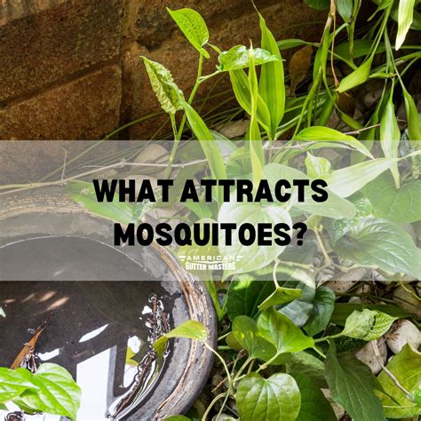 What Attracts Mosquitoes? - americanguttermasters.com