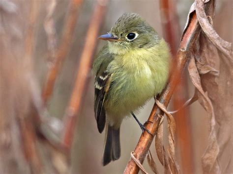 Western Flycatcher (Pacific-slope) - eBird