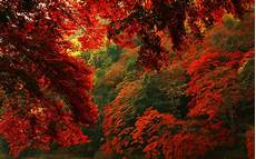 Fall Backgrounds Aesthetic Desktop by Aesthetic Autumn Wallpapers Wallpaper Cave Fall Backgrounds Aesthetic Desktop