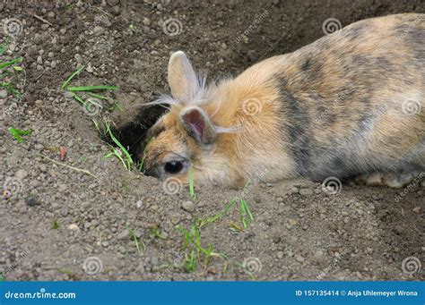How Deep Can Rabbits Dig at Humberto Watts blog