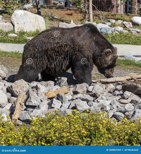 Grizzly Bear at Grizzly and Wolf Discovery Center at West Yellowstone ...