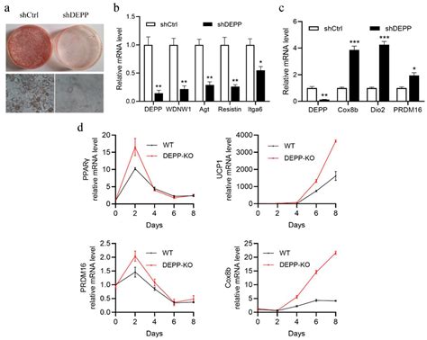 DEPP Deficiency Contributes to Browning of White Adipose Tissue