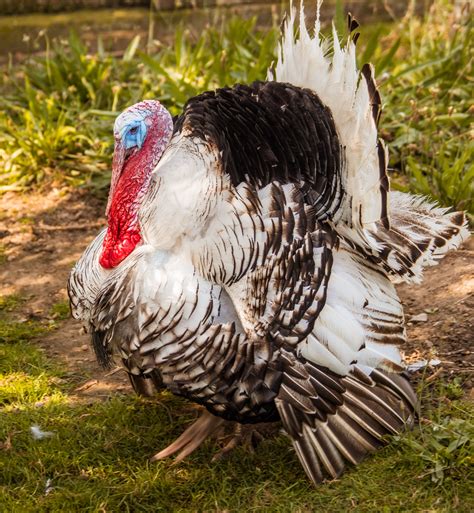 Image result for Turkey Trot Tutorial