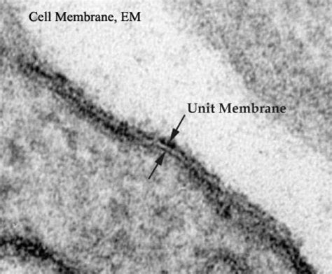 Image result for Cell Membrane Microscope Slides
