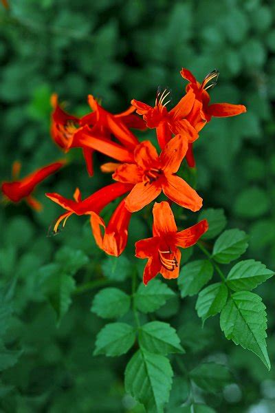 Power of Truth in the Subconscient, flower spiritual meaning