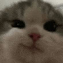 Image result for Cat HTML Code