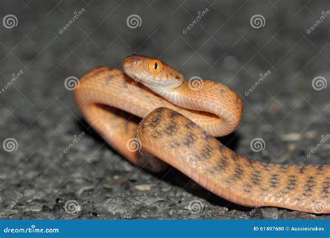 Brown Tree Snake (Boiga Irregularis) a Common Species of Snake from ...