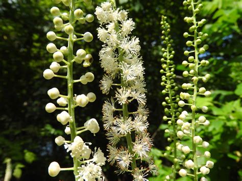 Wildflower: Black Cohosh (Actaea racemosa), Allegheny River Trail