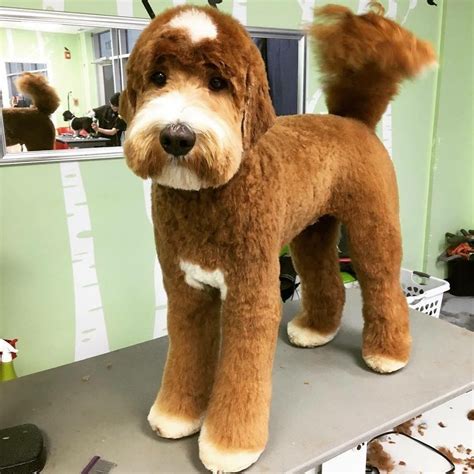 Best 25+ Doodle Haircuts ideas | Goldendoodle grooming, Dog grooming ...