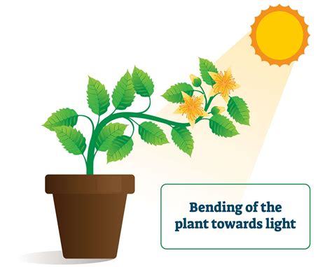 Plant Negative Tropism