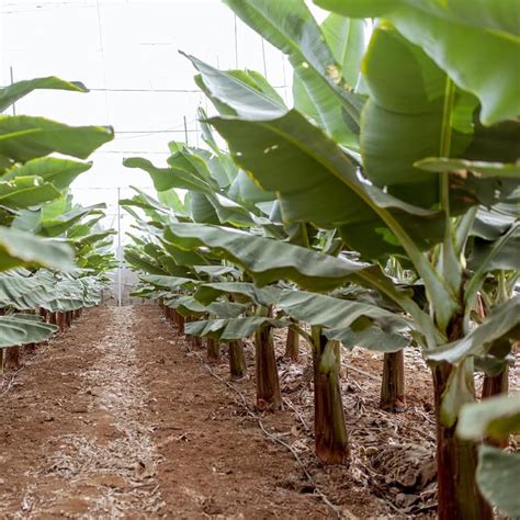 TAZGO Dwarf Cavendish Banana Tree, Cavendish Banana Tree India | Ubuy