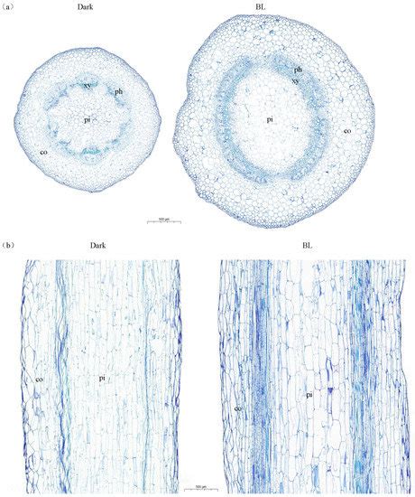 Blue Light Regulates Cell Wall Structure and Carbohydrate Metabolism of ...