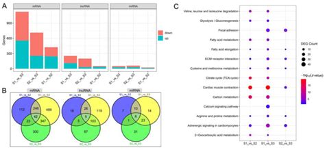 Profiling the Spatial Expression Pattern and ceRNA Network of lncRNA ...