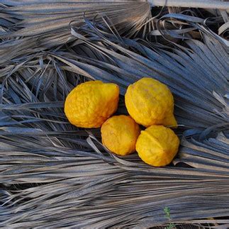 Fruits and their Medicinal Benefits
