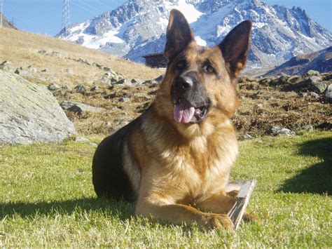 Berger Allemand 的图像结果