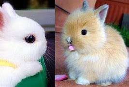 Image result for Funny Baby Bunnies