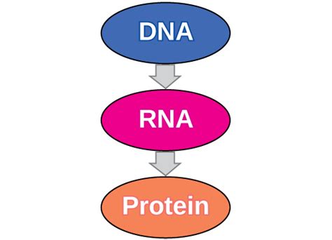 Protein Cellular Function 的图像结果