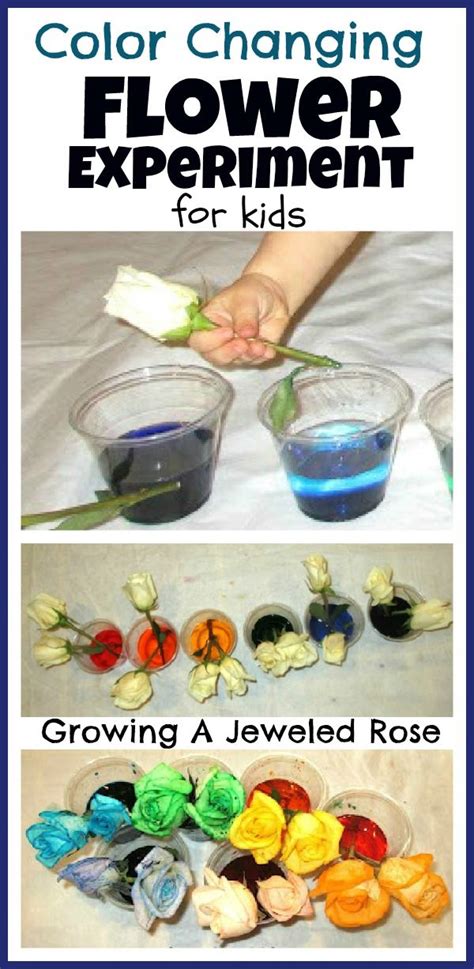Grade 6 Science Experiments 的图像结果
