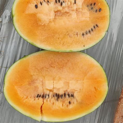 Buy Watermelon Orange Hybrid F1 Seeds – Bright Orange Flesh, Sweet ...