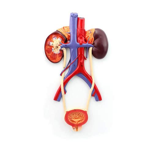 Cnrghs Human Bladder Prostate Model Urogenital System Model Medical ...